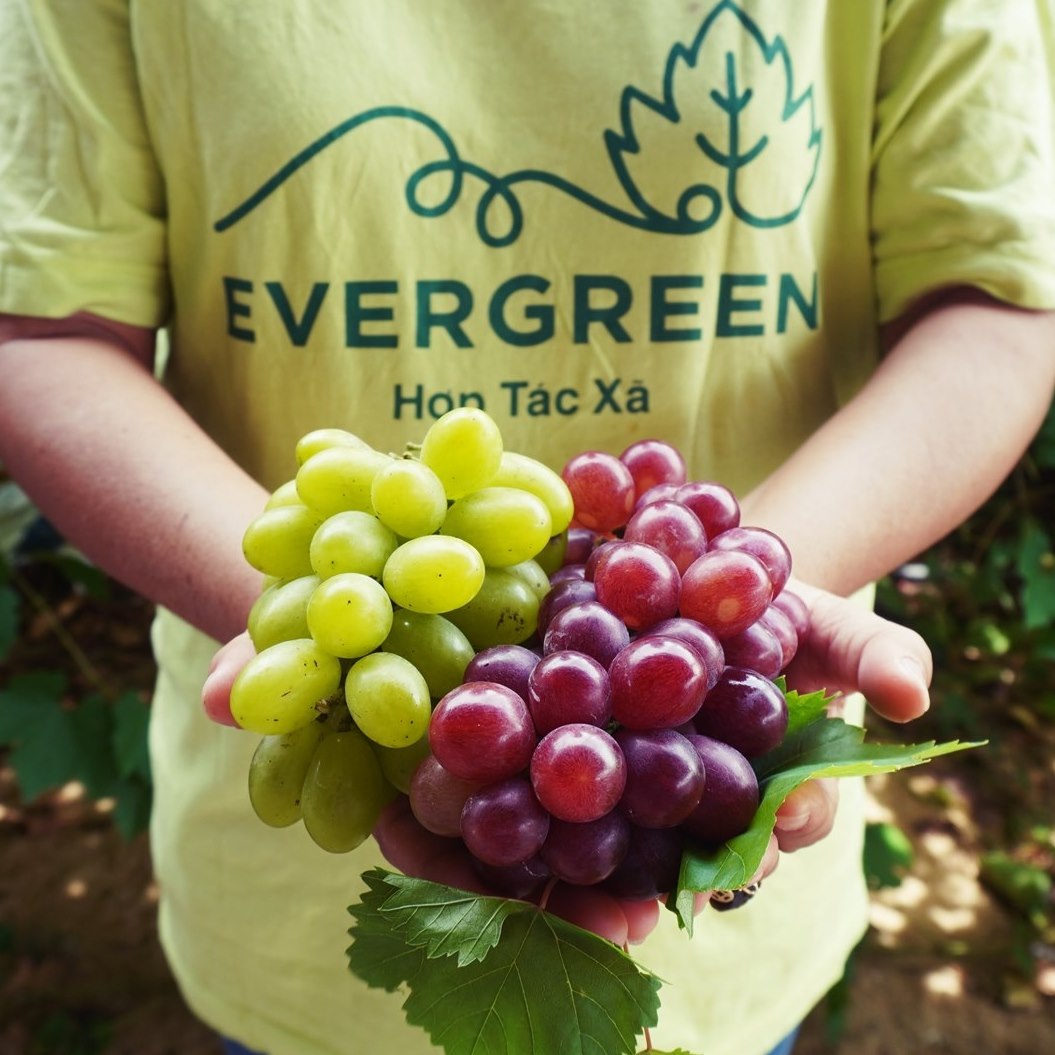 HTX nho Evergreen Ninh Thuận 